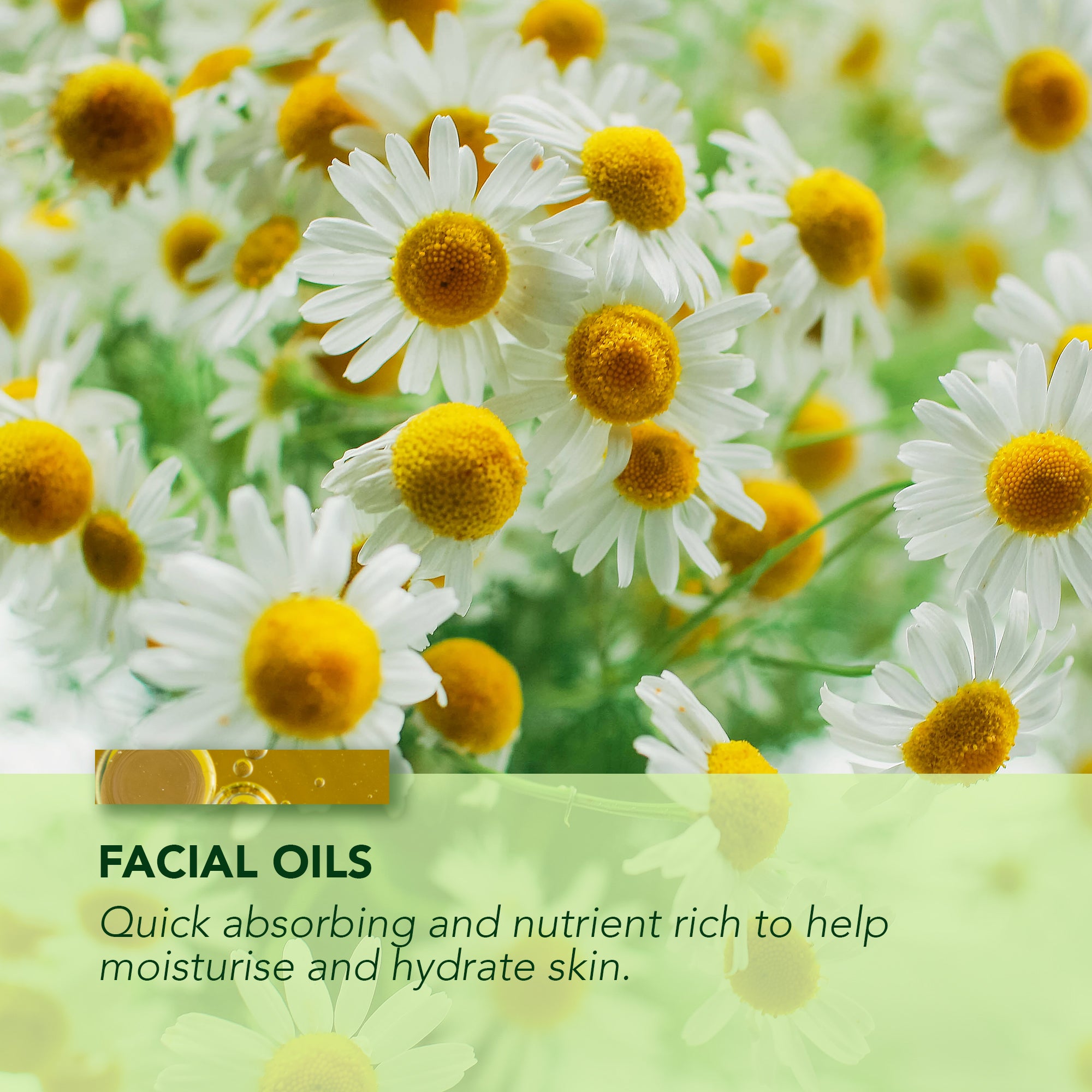 Marula & Cacay Facial Oil